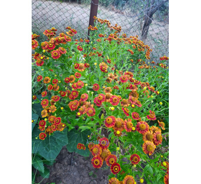 Геленіум осінній ( Helenium autumnale)